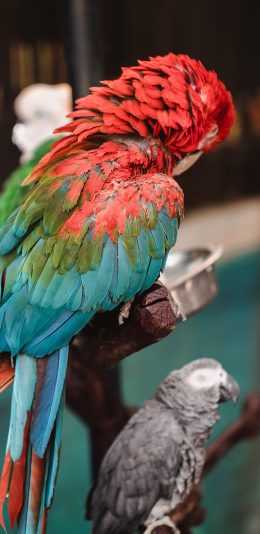 [2436x1125]鹦鹉 宠物 鸟类 羽毛 艳丽 苹果手机壁纸图片