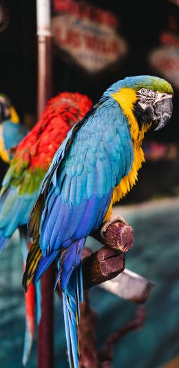 [2436x1125]鹦鹉 小鸟 羽毛 树枝 苹果手机壁纸图片