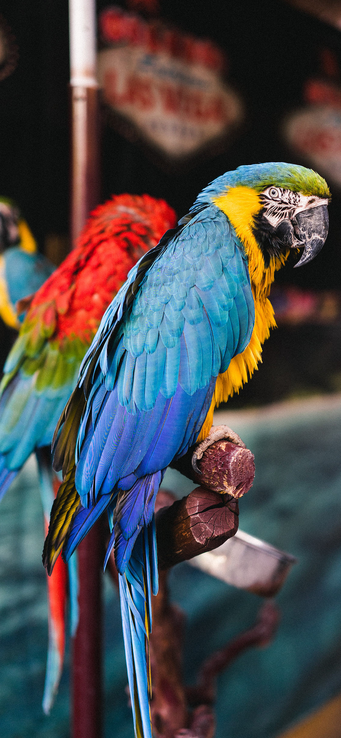 [2436×1125]鹦鹉 小鸟 羽毛 树枝 苹果手机壁纸图片
