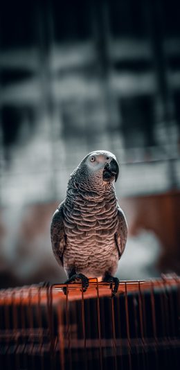 [2436x1125]鹦鹉 小鸟 鸟类 站立 苹果手机壁纸图片