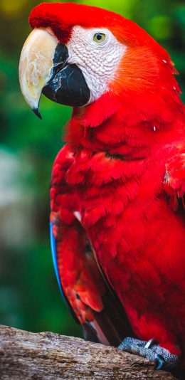 [2436x1125]鹦鹉 小鸟 鸟类 站立 羽毛 艳丽 苹果手机壁纸图片