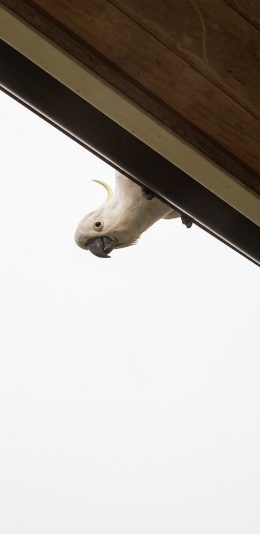[2436x1125]鹦鹉 屋檐 屋顶 鸟类 苹果手机壁纸图片
