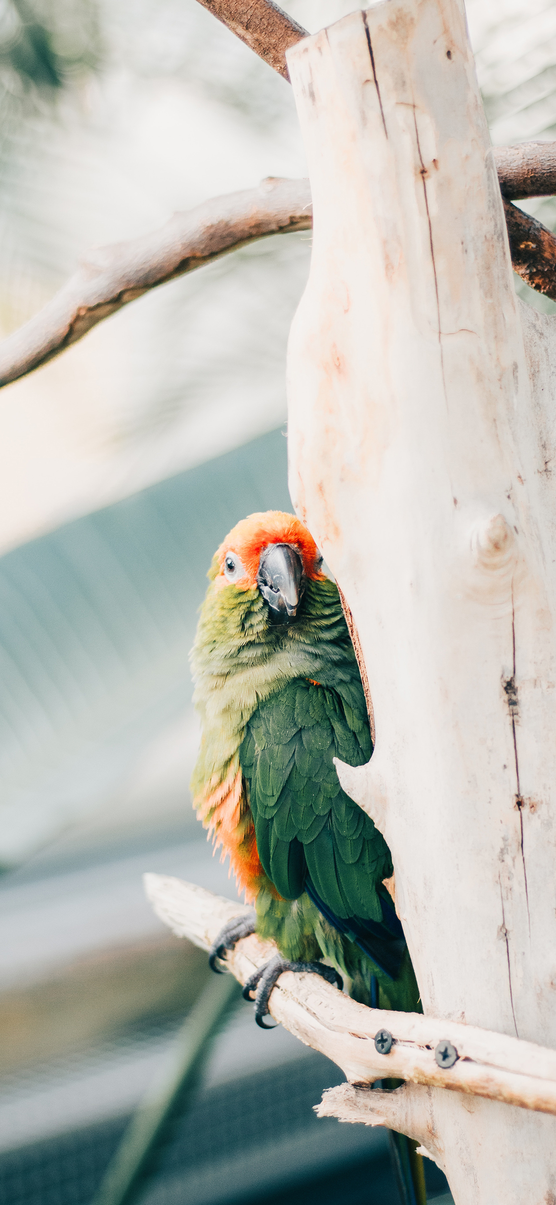 [2436×1125]鹦鹉 树干 羽毛鲜艳 苹果手机壁纸图片