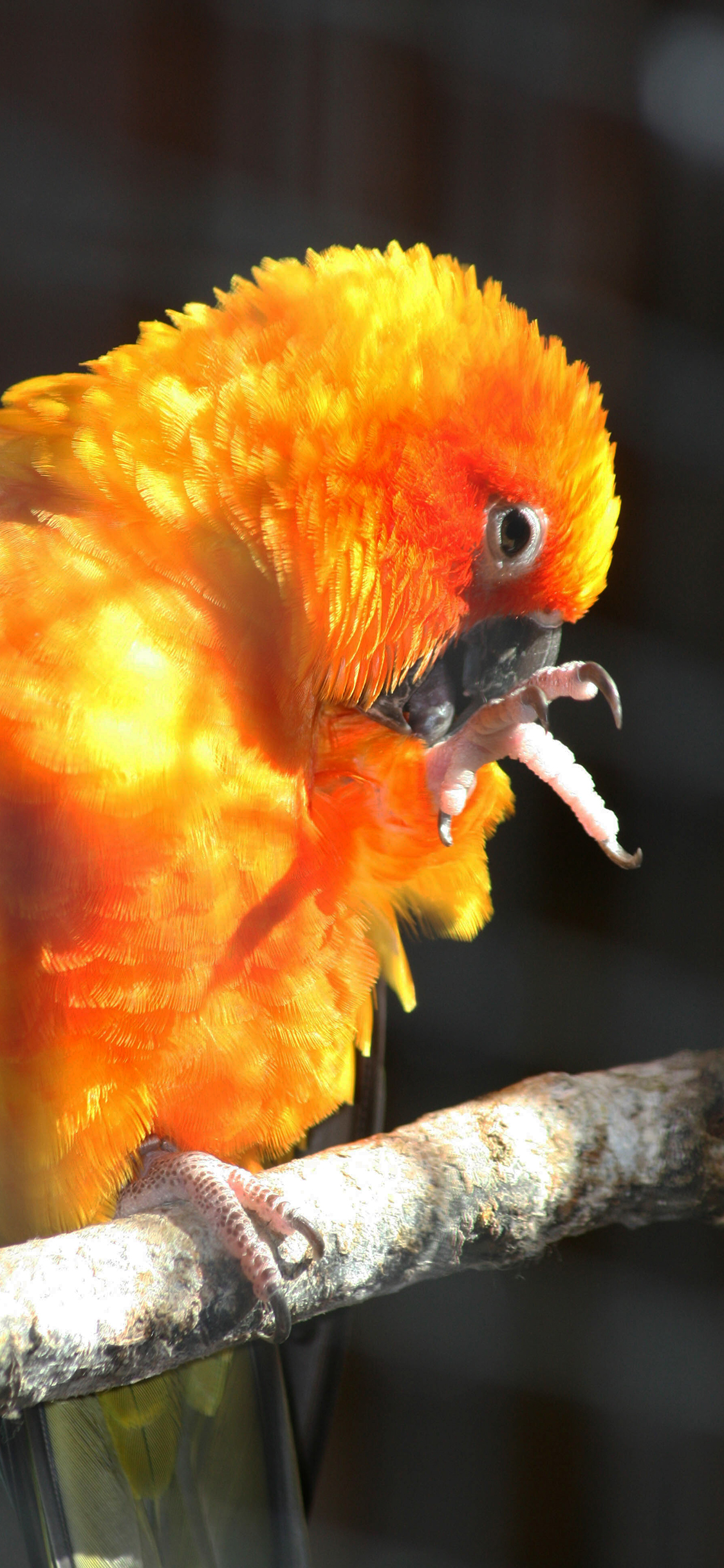 [2436×1125]鹦鹉 树枝 枝干 鸟类 苹果手机壁纸图片