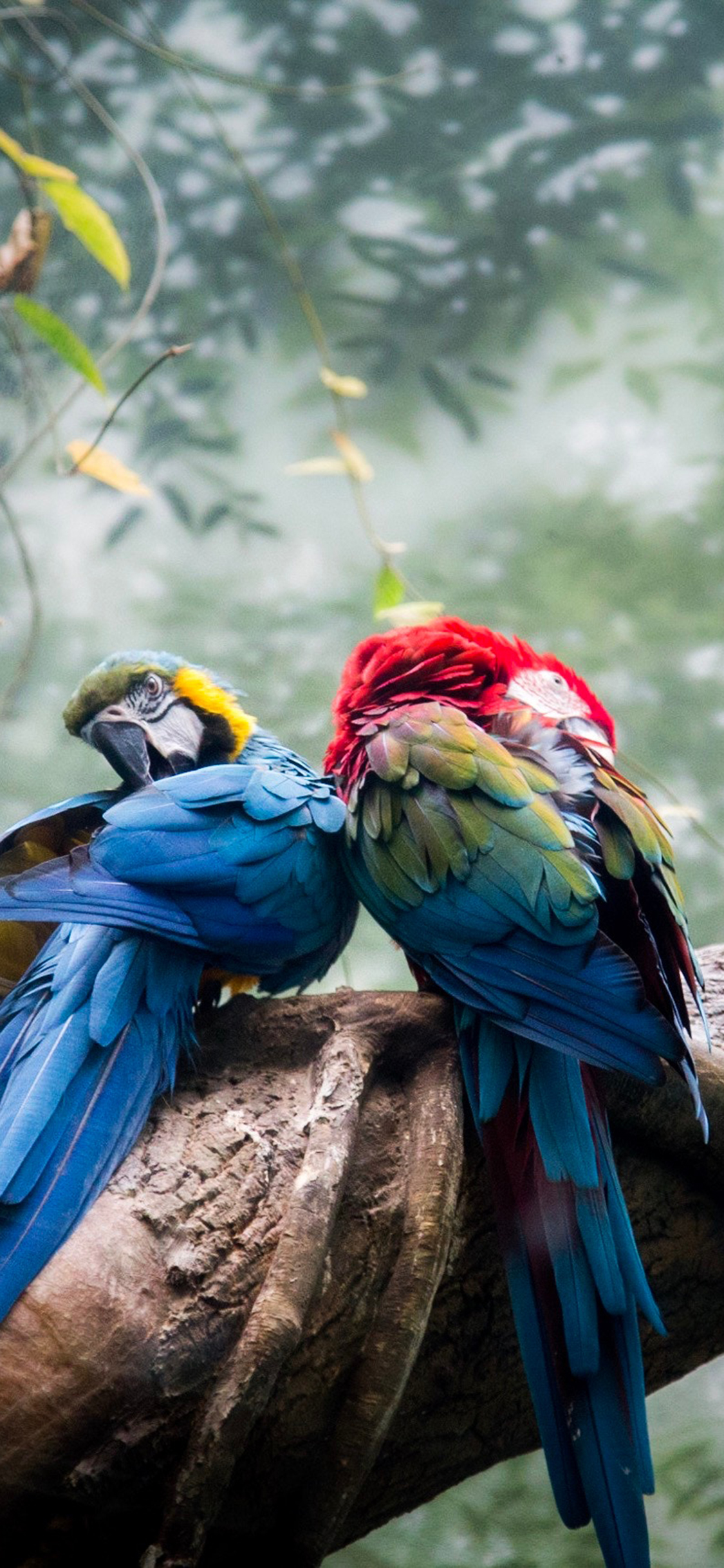 [2436×1125]鹦鹉 树枝 羽毛 树林 苹果手机壁纸图片