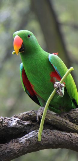 [2436x1125]鹦鹉 树枝 羽毛 艳丽 苹果手机壁纸图片