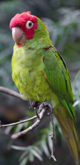 [2436x1125]鹦鹉 树枝 羽毛 艳丽 鸟类 苹果手机壁纸图片
