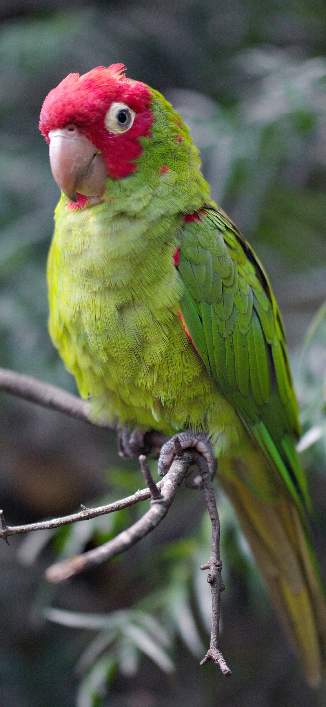 [2436×1125]鹦鹉 树枝 羽毛 艳丽 鸟类 苹果手机壁纸图片