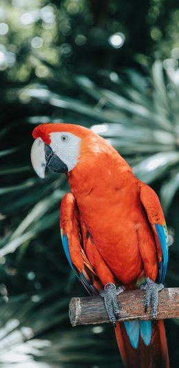 [2436x1125]鹦鹉 树枝 羽毛 鸟类 站立 苹果手机壁纸图片