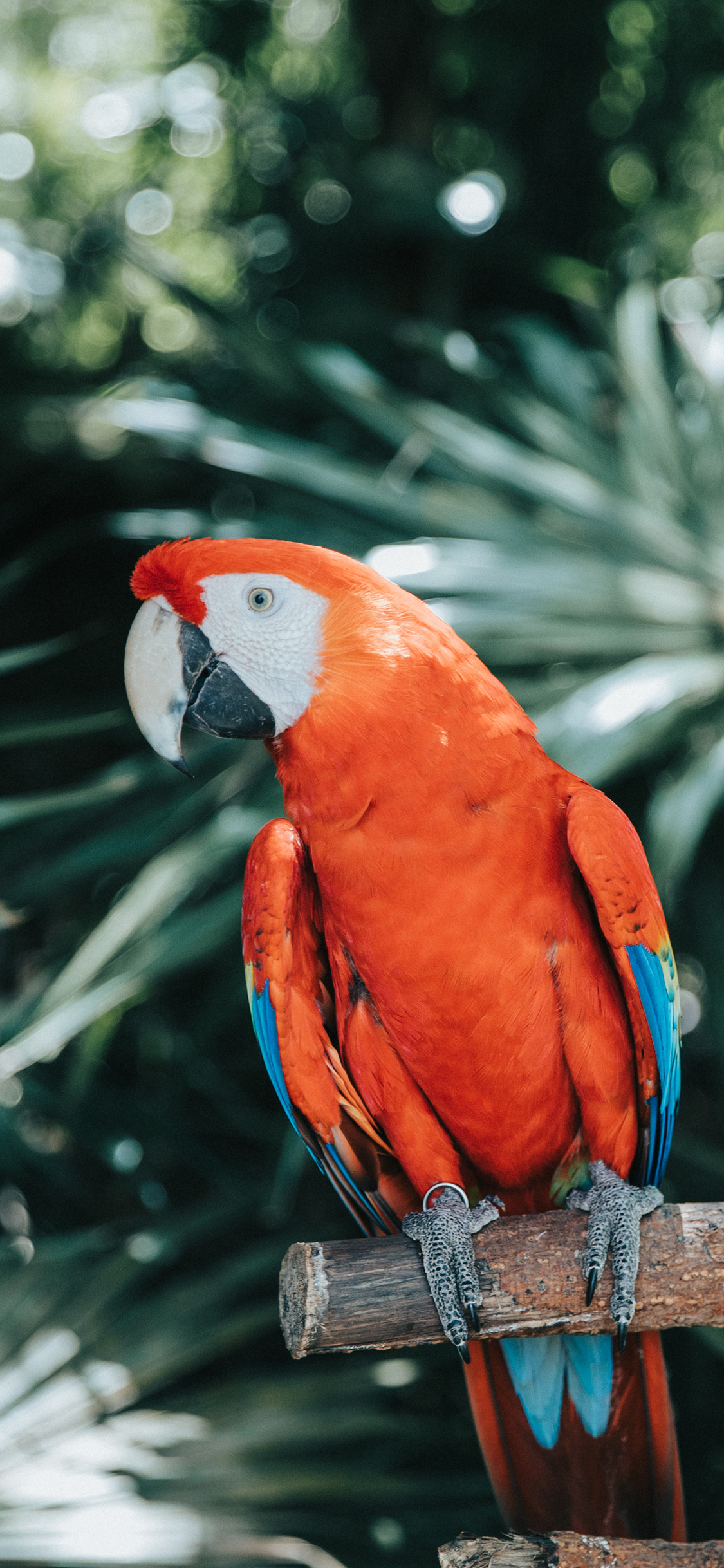 [2436×1125]鹦鹉 树枝 羽毛 鸟类 站立 苹果手机壁纸图片