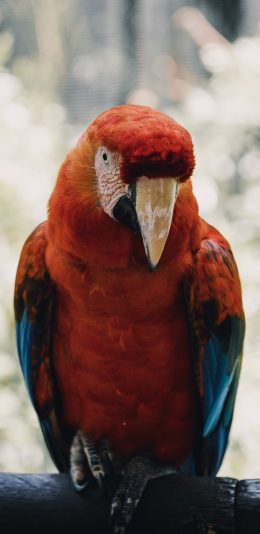 [2436x1125]鹦鹉 站立 羽毛 鸟类 苹果手机壁纸图片