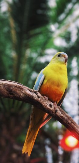 [2436x1125]鹦鹉 站立 鸟类  树枝 苹果手机壁纸图片