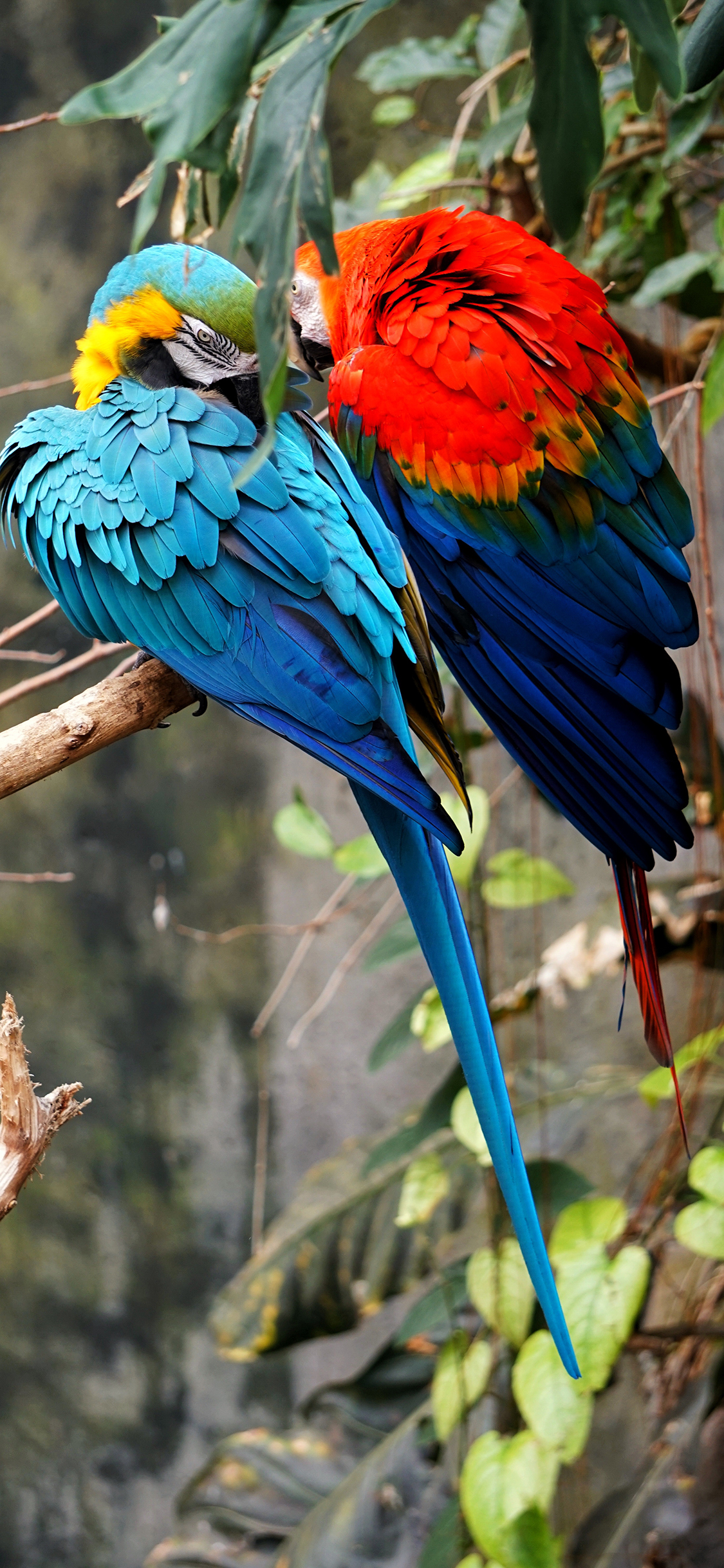 [2436×1125]鹦鹉 羽毛 枝叶 色彩 苹果手机壁纸图片