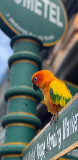[2436x1125]鹦鹉 羽毛 绚丽 站牌 苹果手机壁纸图片