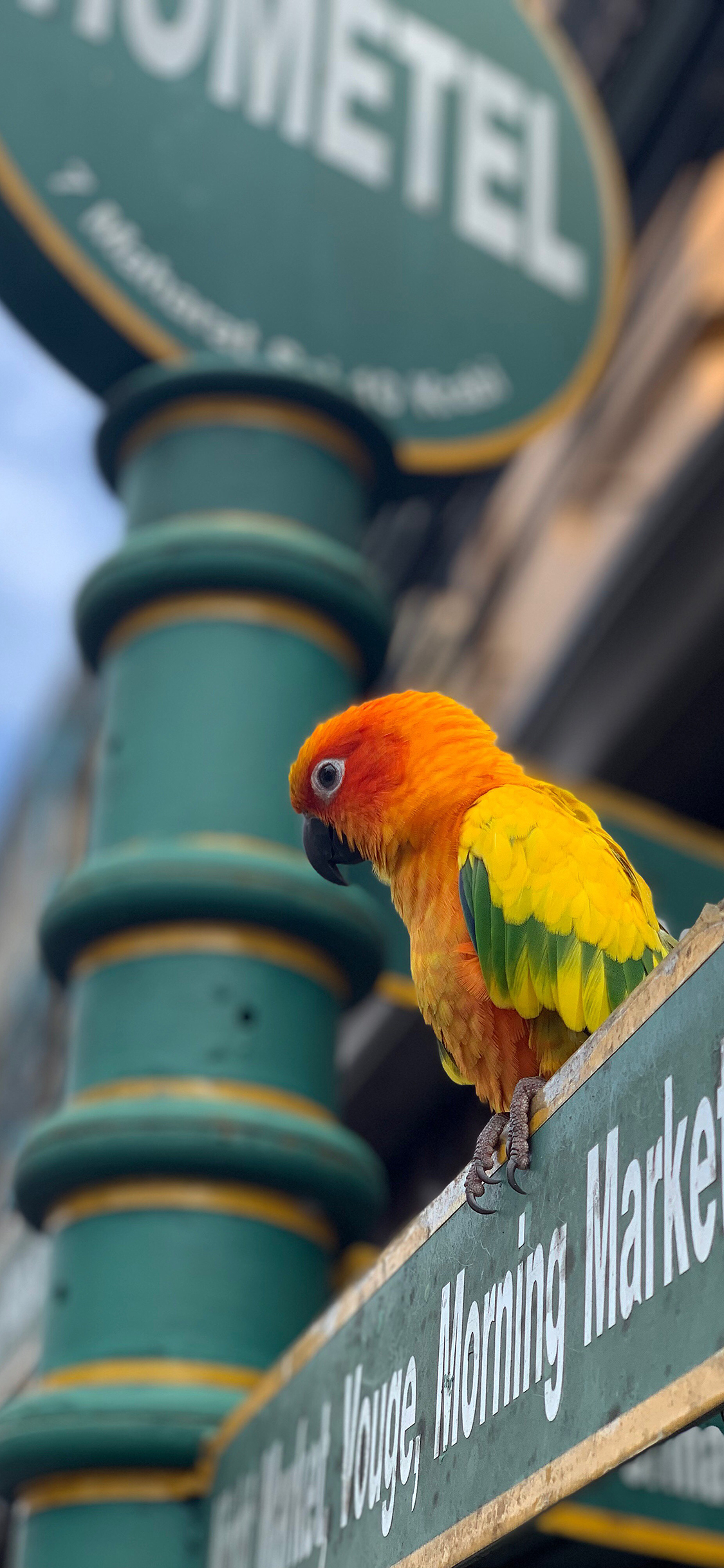 [2436×1125]鹦鹉 羽毛 绚丽 站牌 苹果手机壁纸图片