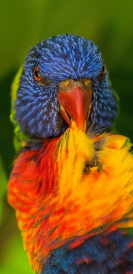 [2436x1125]鹦鹉 色彩 羽毛 鸟类 苹果手机壁纸图片