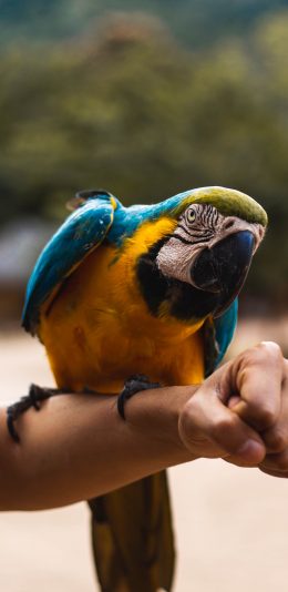 [2436x1125]鹦鹉 飞鸟 学舌 聪明 苹果手机壁纸图片