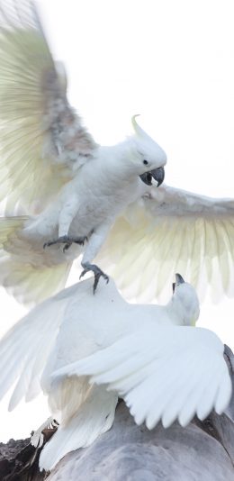 [2436x1125]鹦鹉 飞鸟 羽毛 展翅 苹果手机壁纸图片