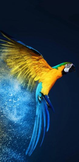 [2436x1125]鹦鹉 鸟 羽毛 翅膀 苹果手机壁纸图片