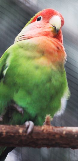 [2436x1125]鹦鹉 鸟 羽毛 色彩 枝干 苹果手机壁纸图片