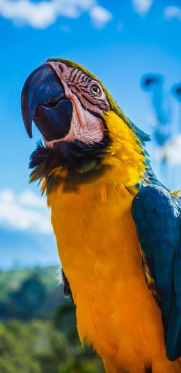 [2436x1125]鹦鹉 鸟 蓝色 羽毛 翅膀 苹果手机壁纸图片