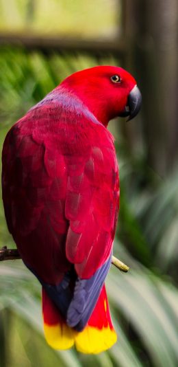 [2436x1125]鹦鹉 鸟 飞行动物 植物园 站立 色彩 羽毛 苹果手机壁纸图片