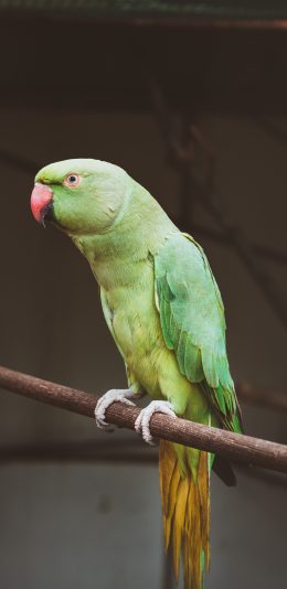 [2436x1125]鹦鹉 鸟类  站立 羽毛 苹果手机壁纸图片