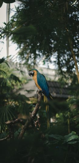 [2436x1125]鹦鹉 鸟类 枝叶 羽毛 艳丽 苹果手机壁纸图片