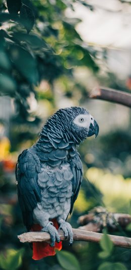 [2436x1125]鹦鹉 鸟类 树枝 羽毛 苹果手机壁纸图片