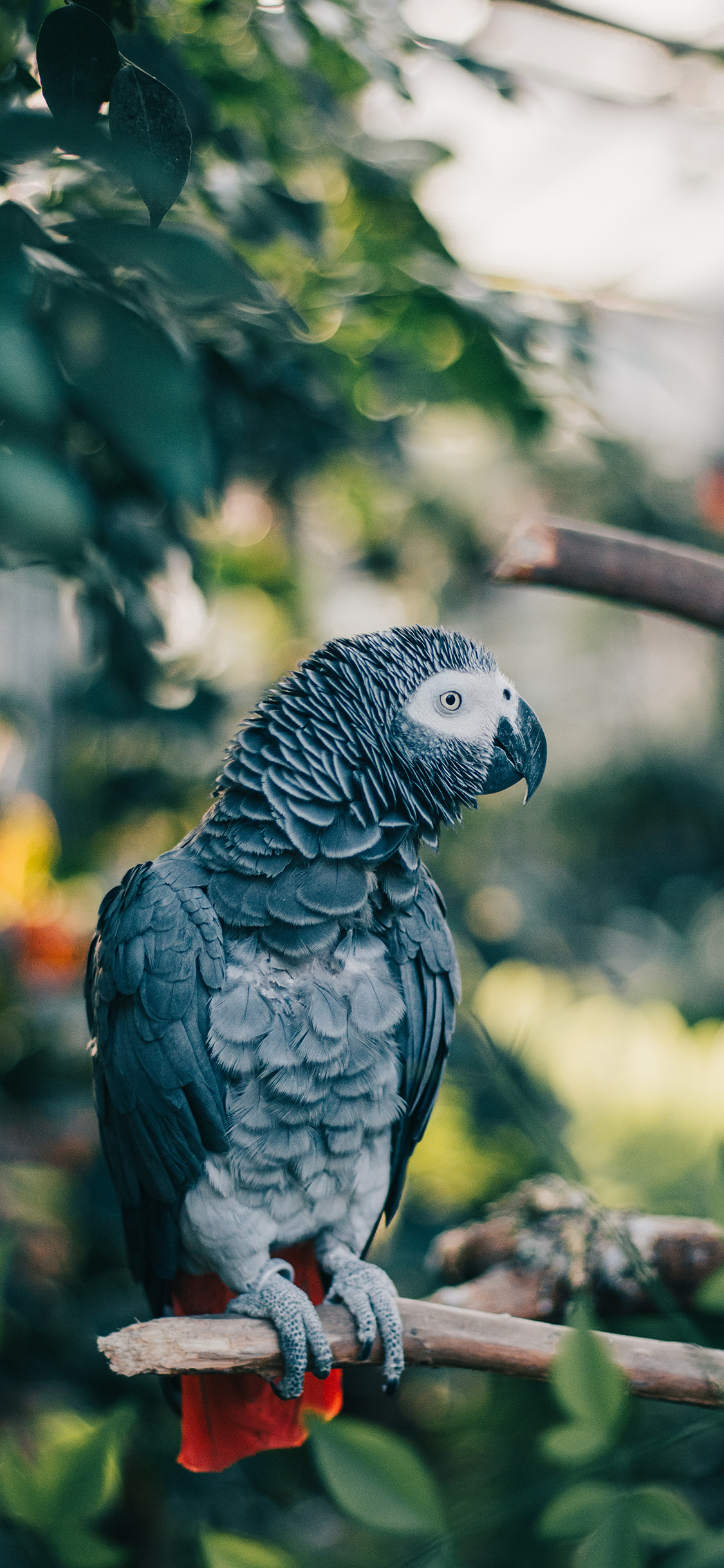 [2436×1125]鹦鹉 鸟类 树枝 羽毛 苹果手机壁纸图片