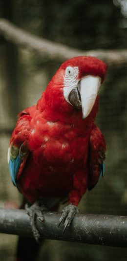 [2436x1125]鹦鹉 鸟类 站立 宠物 羽毛 苹果手机壁纸图片