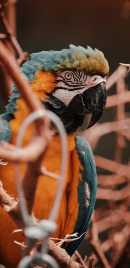 [2436x1125]鹦鹉 鸟类 站立 树枝 苹果手机壁纸图片