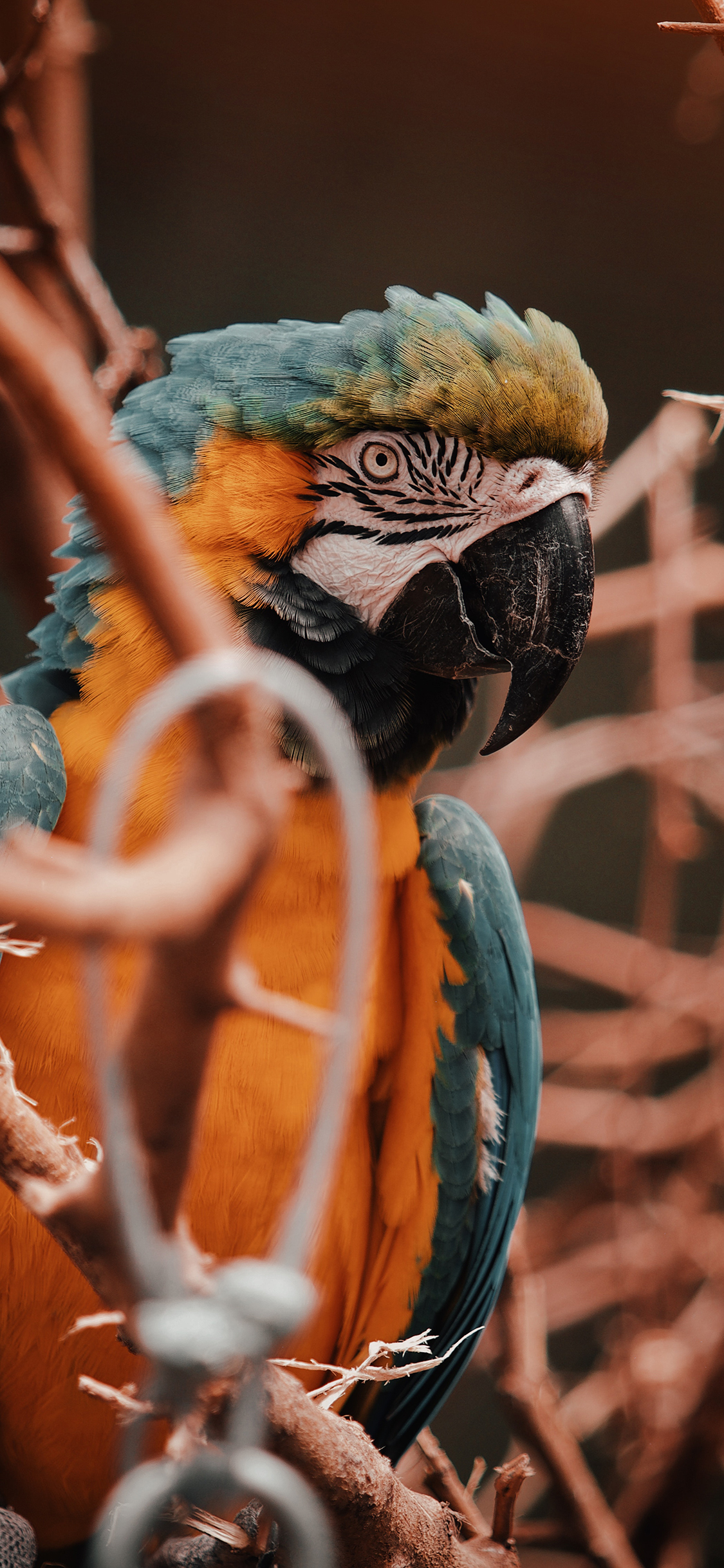 [2436×1125]鹦鹉 鸟类 站立 树枝 苹果手机壁纸图片