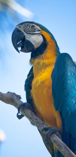 [2436x1125]鹦鹉 鸟类 站立 羽毛 艳丽 苹果手机壁纸图片