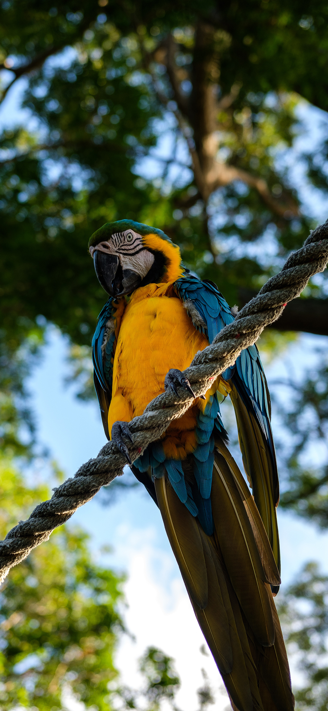 [2436×1125]鹦鹉 鸟类 绳索 站立 苹果手机壁纸图片