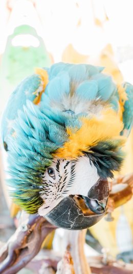 [2436x1125]鹦鹉 鸟类 羽毛  扭头 苹果手机壁纸图片