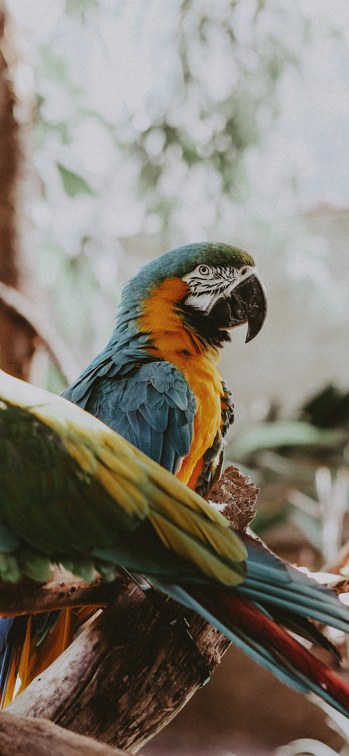 [2436×1125]鹦鹉 鸟类 羽毛  树干 苹果手机壁纸图片