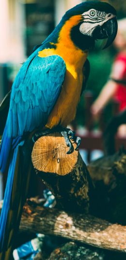 [2436x1125]鹦鹉 鸟类 羽毛 木头 苹果手机壁纸图片