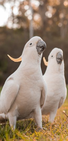 [2436x1125]鹦鹉 鸟类 草地 饲养 群居 苹果手机壁纸图片