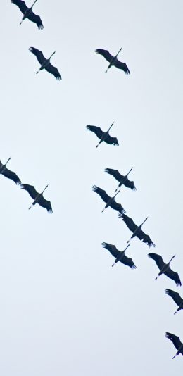 [2436x1125]鹳 飞 翼 候鸟 群体 天空 翅膀 苹果手机壁纸图片