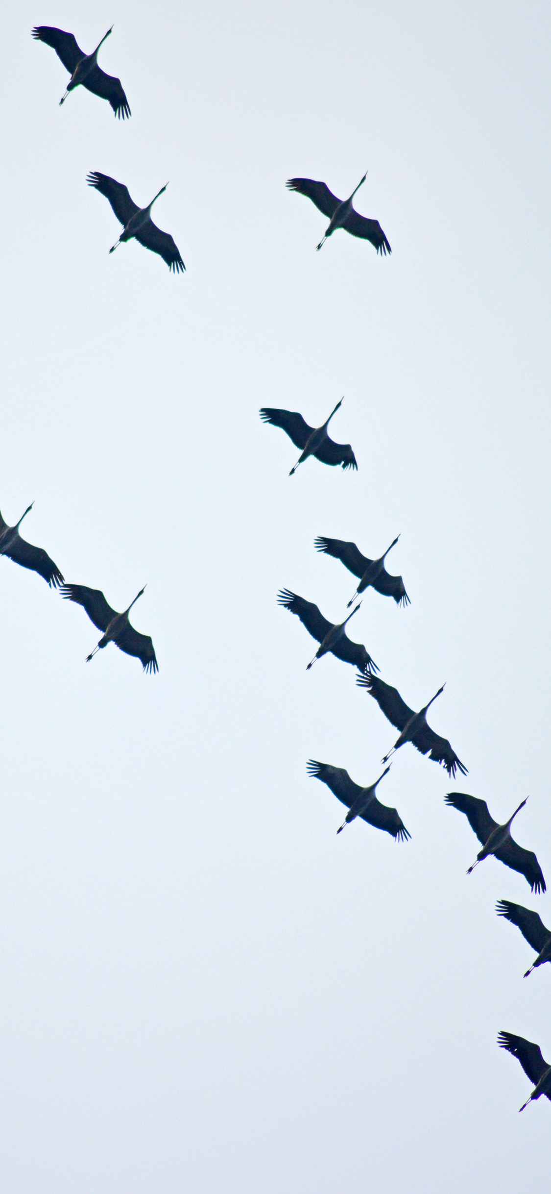 [2436×1125]鹳 飞 翼 候鸟 群体 天空 翅膀 苹果手机壁纸图片