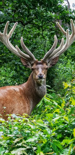 [2436x1125]鹿 丛林 森林 野生 鹿角 绿色 苹果手机壁纸图片
