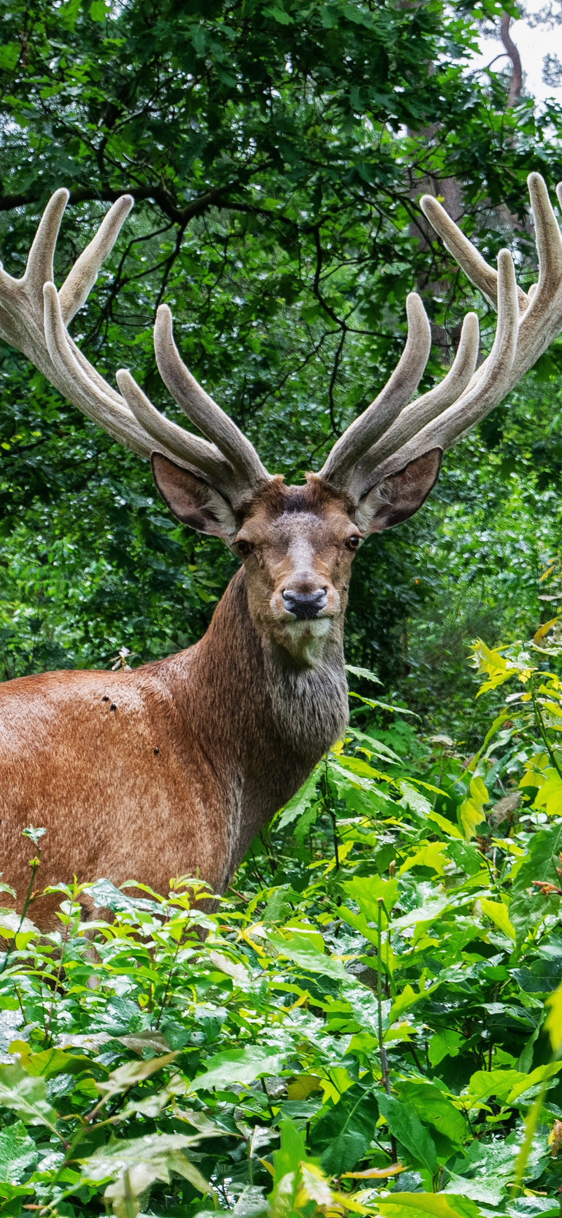 [2436×1125]鹿 丛林 森林 野生 鹿角 绿色 苹果手机壁纸图片