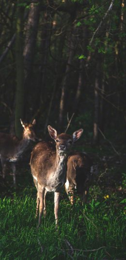 [2436x1125]鹿 丛林 野生 树林 草丛 苹果手机壁纸图片