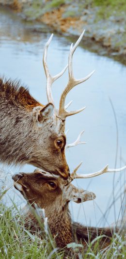 [2436x1125]鹿 亲子 鹿角 河岸 草地 苹果手机壁纸图片