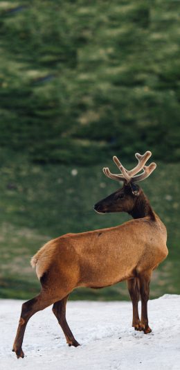 [2436x1125]鹿 保护动物 棕色 雄鹿 苹果手机壁纸图片
