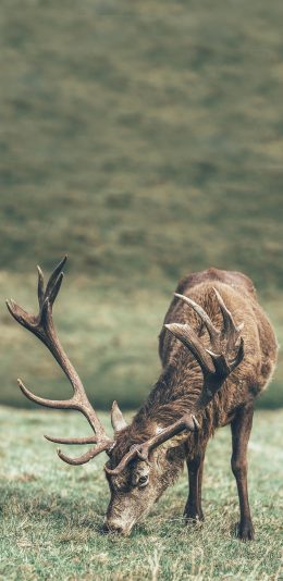 [2436x1125]鹿 动物 野生动物 鹿角 草地 苹果手机壁纸图片