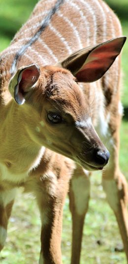 [2436x1125]鹿 可爱 野生 哺乳 草坪 苹果手机壁纸图片