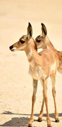 [2436x1125]鹿 幼仔 哺乳 野外 苹果手机壁纸图片