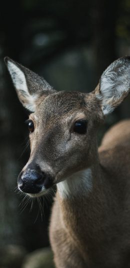 [2436x1125]鹿 户外 树林 大眼 苹果手机壁纸图片